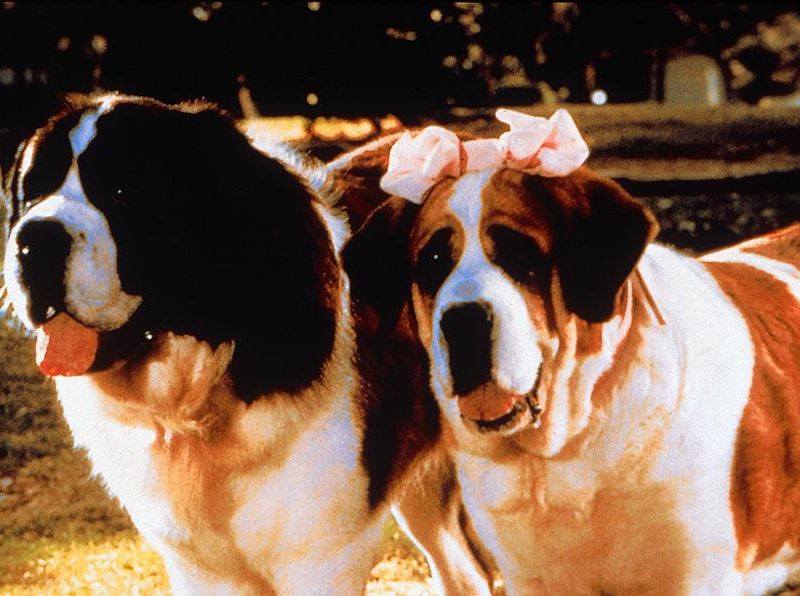 «бетховен» – собака, которой посвящен фильм с одноименным названием