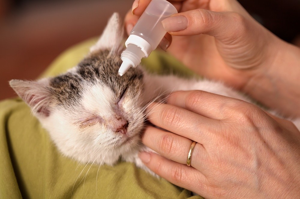 Болезни дыхательной системы кошек: симптомы и лечение | zoodom