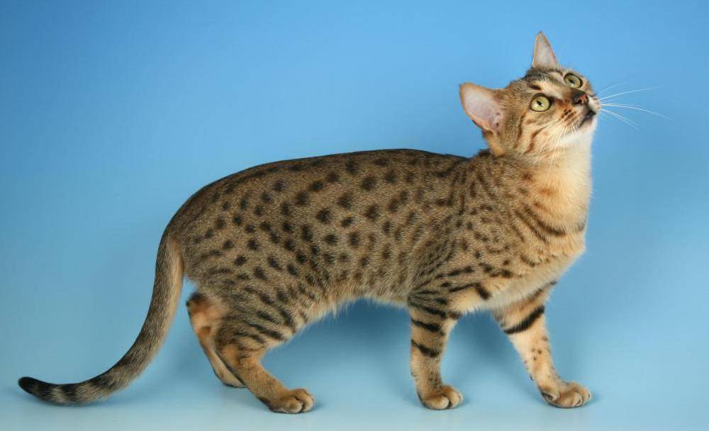 Египетская мау (87 фото): описание породы, особенности характера кошек. характеристика дымчатых котят и котов другого окраса