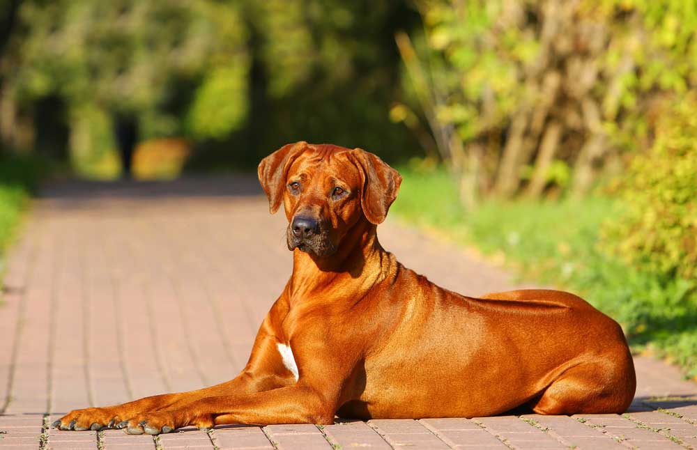 Характеристика собак породы родезийский риджбек с отзывами и фото