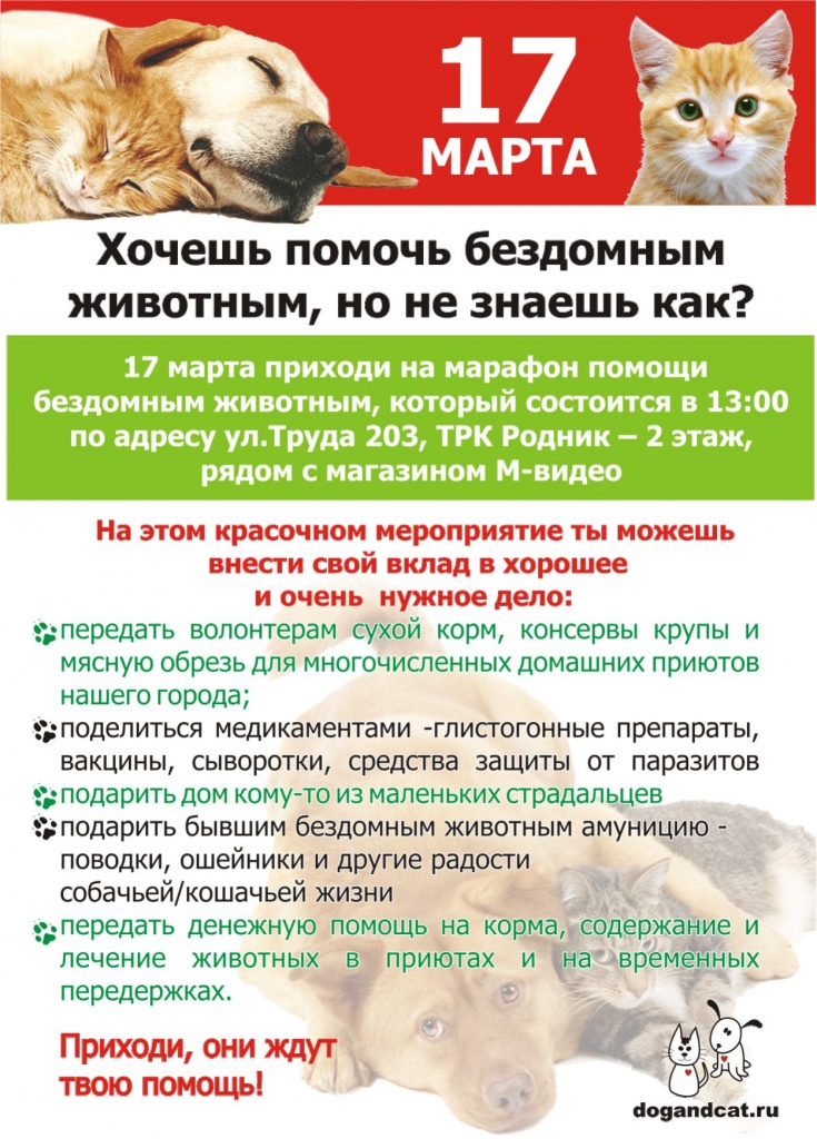 Как решают проблему бездомных животных в россии и на западе и что делать, если хочешь помочь — нож