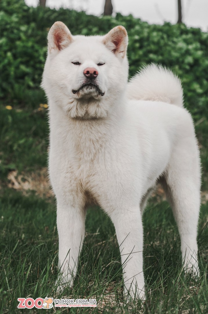 Белые собаки: пушистые, большие, маленькие – список пород