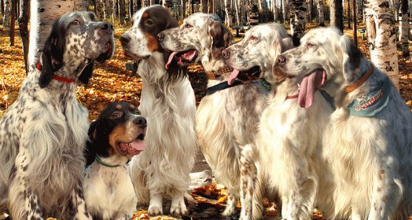 Ирландский сеттер: характеристика породы, окрас, заболевания, стоимость, фото взрослых собак и щенков