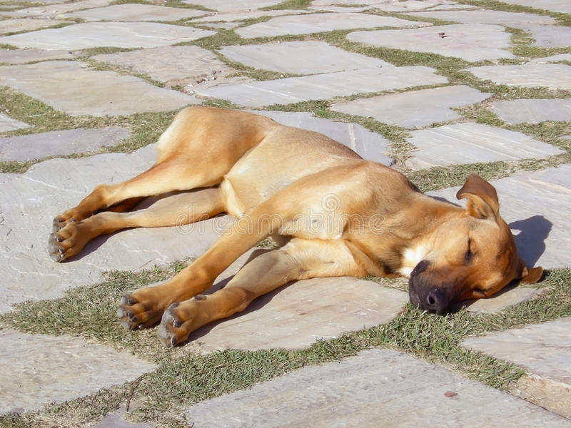 Одышка у собаки причины и лечение - почему собака тяжело и часто дышит высунув язык