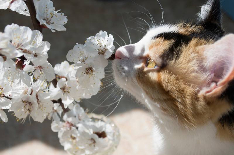 Почему кошка нюхает нос человека: странности кошачьего поведения - gafki.ru