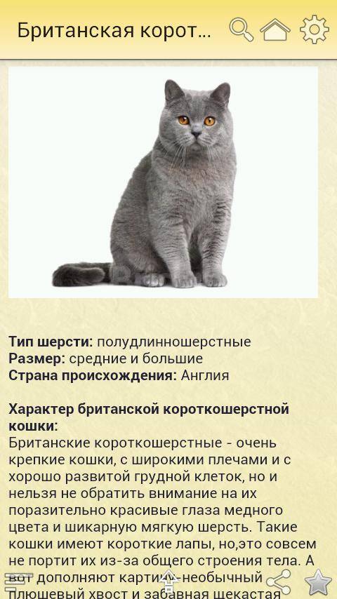 Йоркская шоколадная кошка: описание породы
