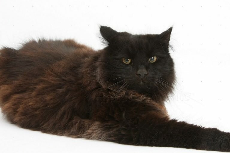 Йоркская шоколадная кошка: фото породы, уход, цена