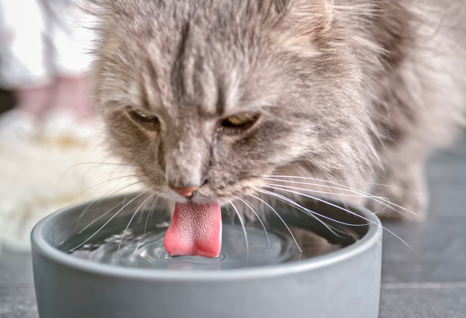 Кошка не пьет воду, что делать?