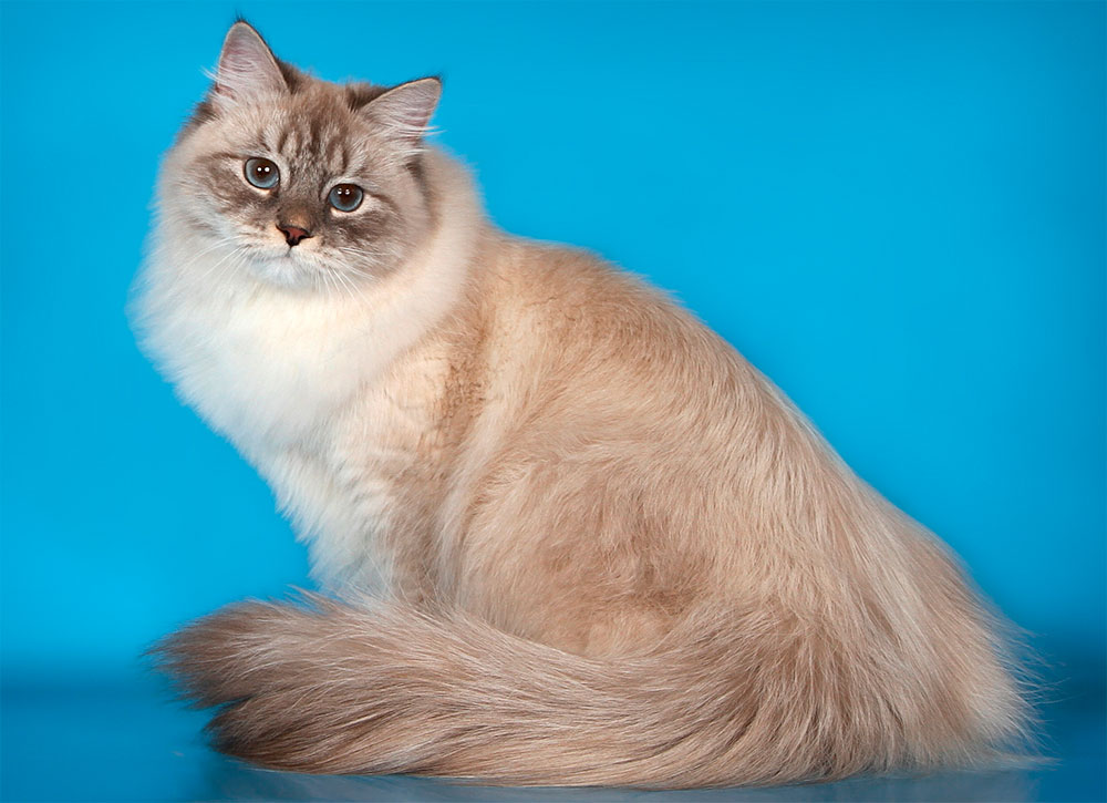 Длинношерстные кошки породы с фото