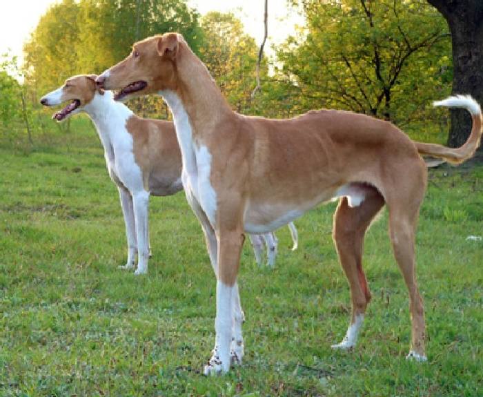 Русская псовая борзая — фото, описание породы собак, особенности