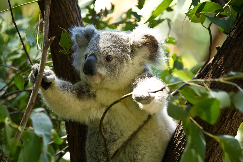 Сообщение про коалу - внешность, среда обитания, образ жизни