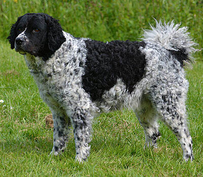 Коикерхондье собака. описание, особенности, уход и цена породы коикерхондье
