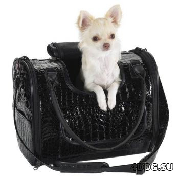 Сумка-переноска для собак мелких пород: кенгуру, рюкзак, слинг и другие виды сумок для маленьких собачек, рекомендации по выбору