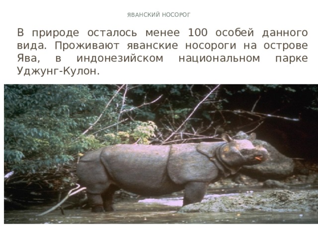 Древние животные сибири. почему вымер гигантский шерстистый носорог — твой новосибирск