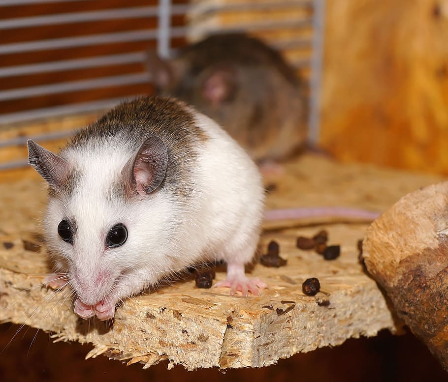 Многососковая мышь