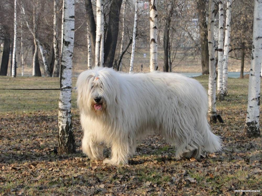 Русские породы собак виды