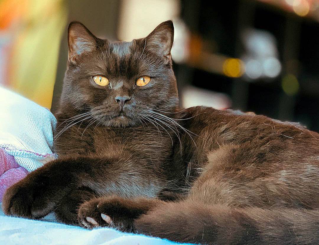 Шоколадная окраска кошек. Британская короткошёрстная кошка. Шоколадный британец кот. Кошка шоколадного окраса британка. Британская короткошёрстная кошка шоколадная.