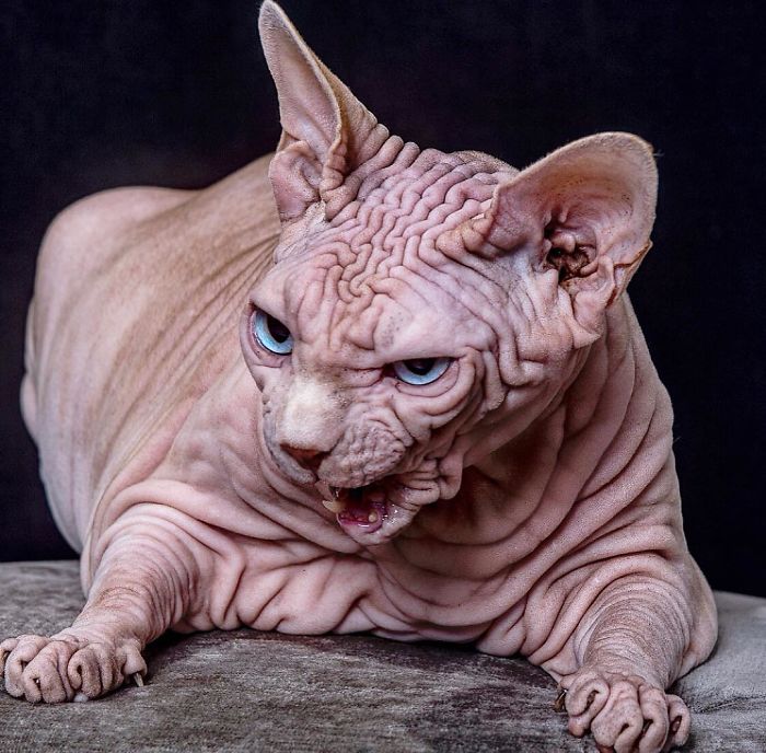 Самые страшные коты (16 фото): описание пород самых некрасивых в мире кошек