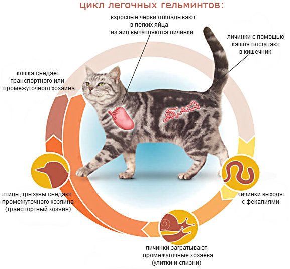 Отек легких у кошек – лечение и симптомы, причины, прогноз отека легких