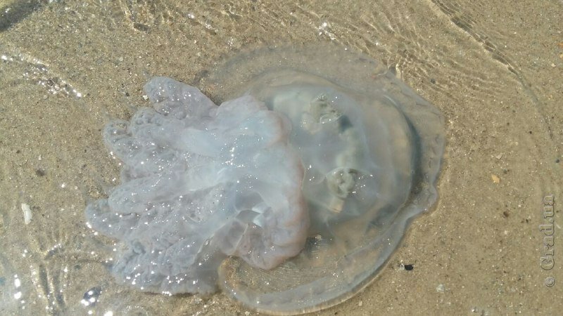 Почему в чёрном море сейчас очень много медуз | forpost