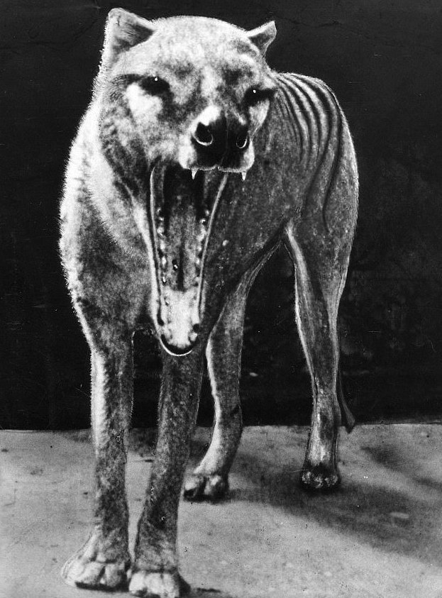 Сумчатый или тасманийский волк
