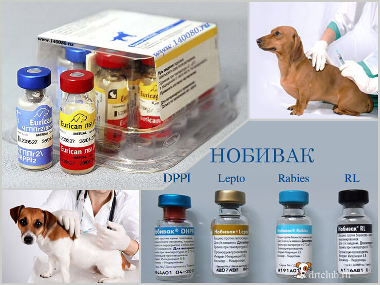 Какую вакцину для собак выбрать - лучшие вакцины для собак в zoostatus