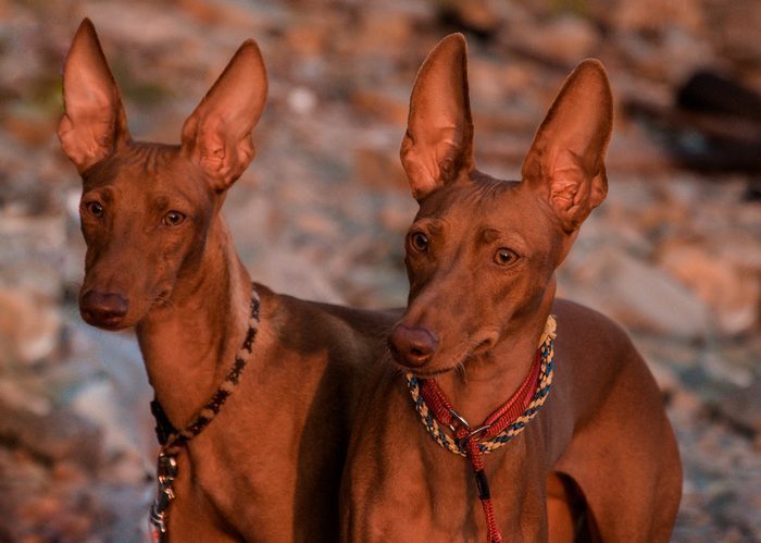 Чирнеко дель этна собака. описание, особенности, уход и цена чирнеко дель этны