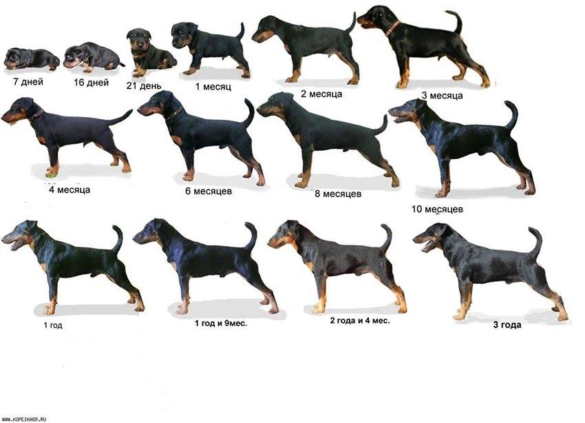 Размеры собак