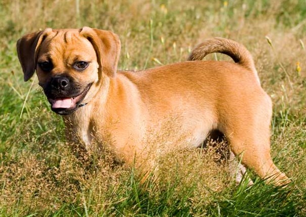 Собаки породы бигль: фото, описание характера, принятые стандарты и особенности содержания + как выбрать щенка?