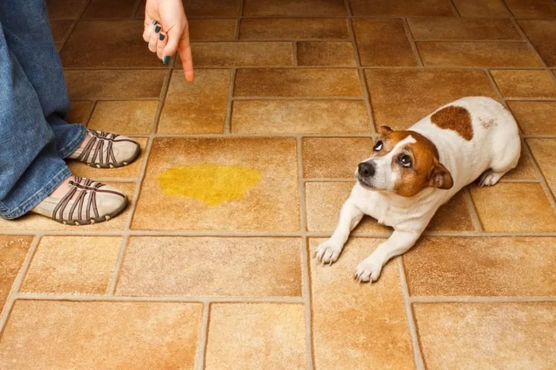Как отучить собаку метить дома и в общественных местах