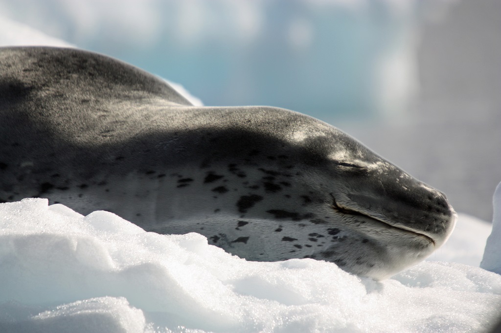 Какие животные живут в антарктиде? описание и фото
