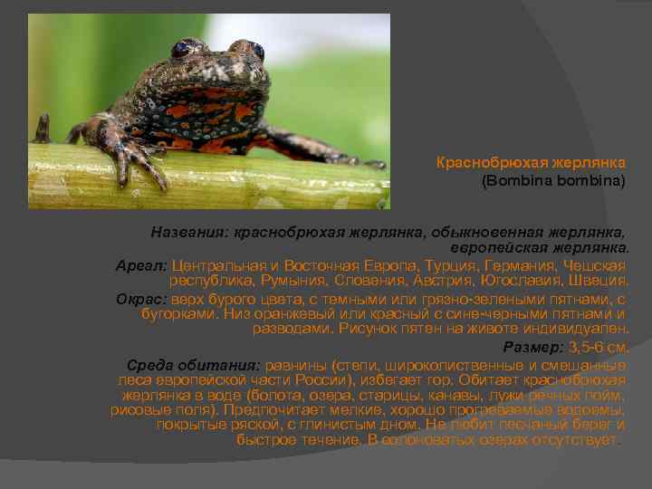 Краснобрюхая жерлянка – лягушка из красной книги, фото и описание, классификация
