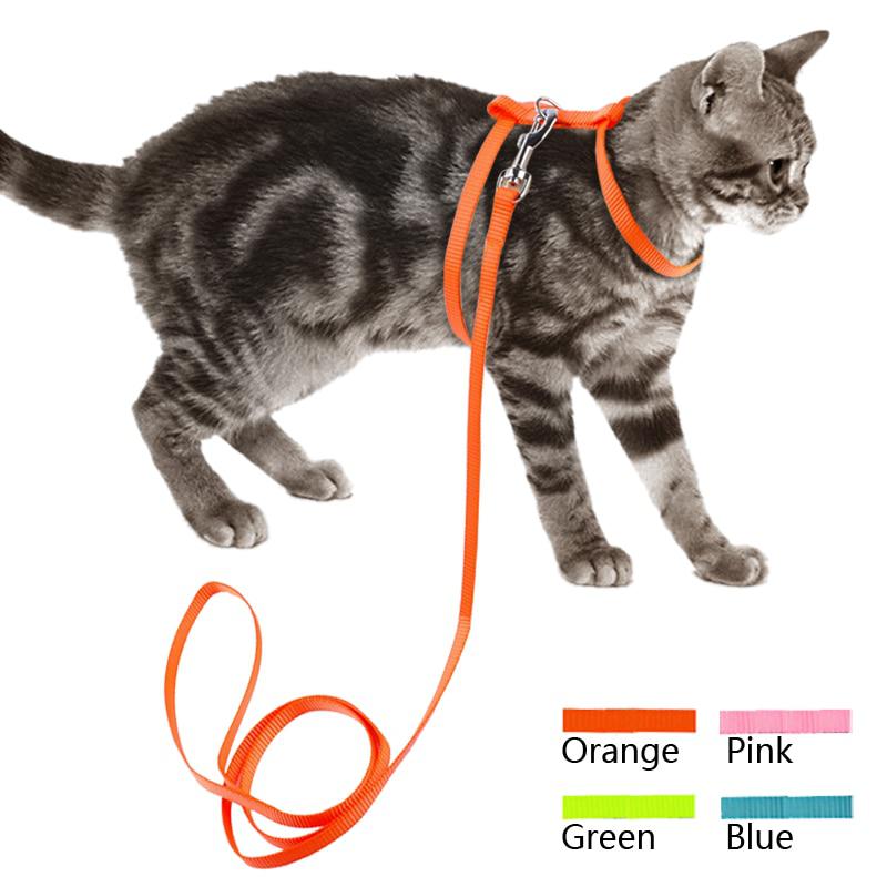 Шлейка для кошки: особенности выбора и использования поводка для кота, как сделать его своими руками