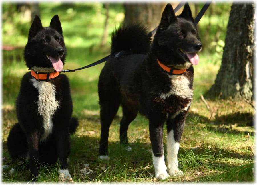 Русско-европейская лайка: описание и характеристика породы | все о собаках