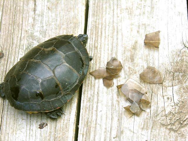 Почему у черепахи отслаивается панцирь