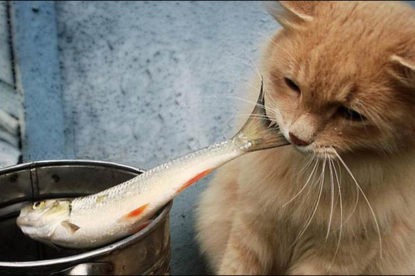 Можно ли котам рыбу: советы ветеринаров