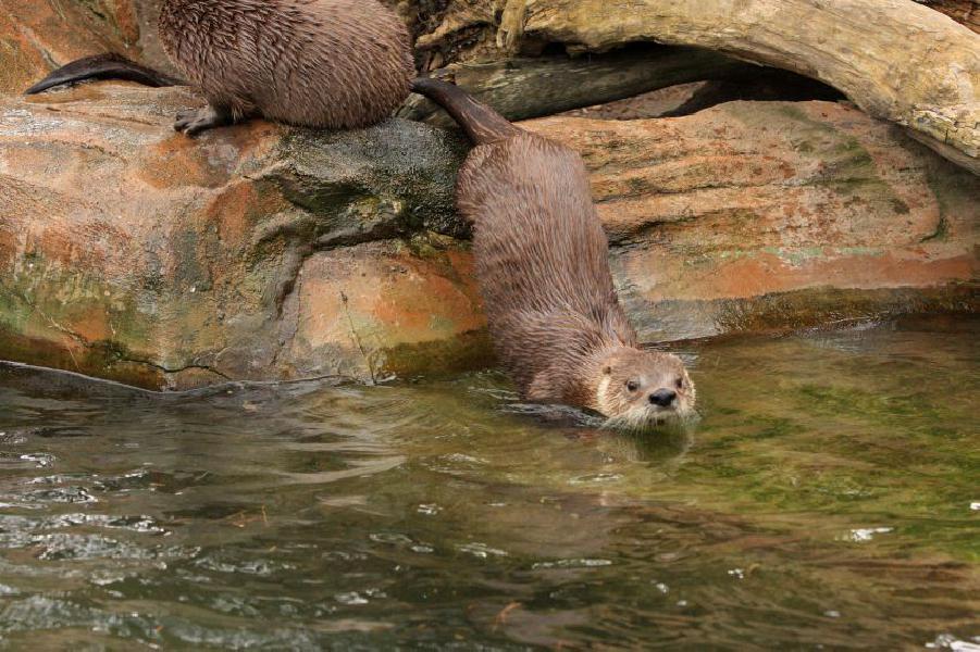 ᐉ характеристики речной выдры: описание вида, среда обитания, фото - zoovet24.ru