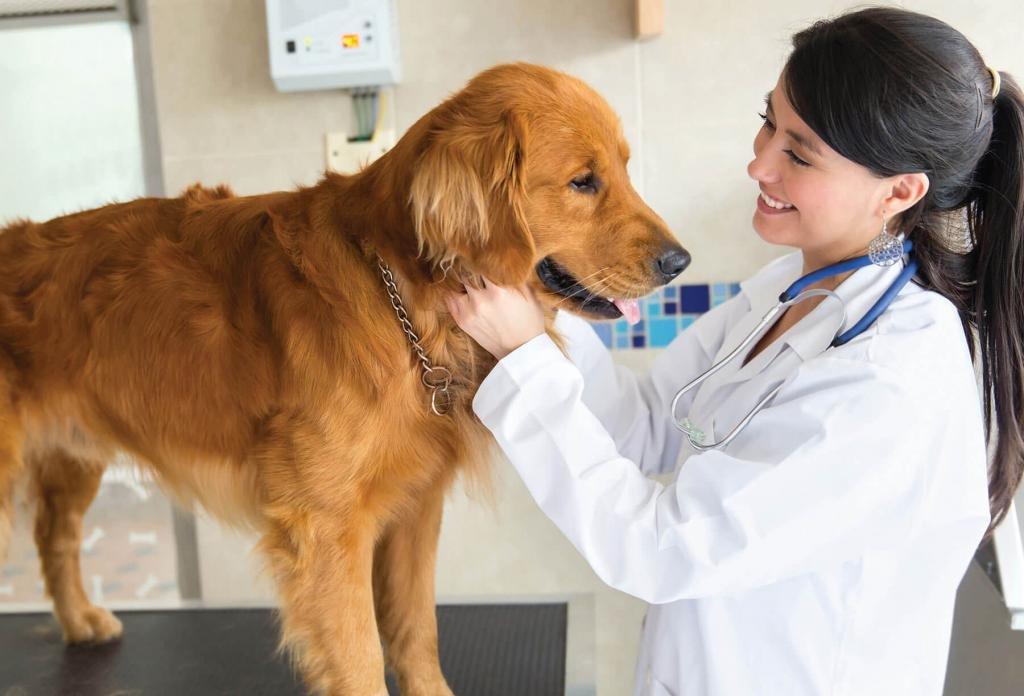 Кастрация и стерилизация собаки: как проходит процедура, плюсы и минусы