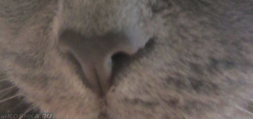 Какой нос должен быть у котят