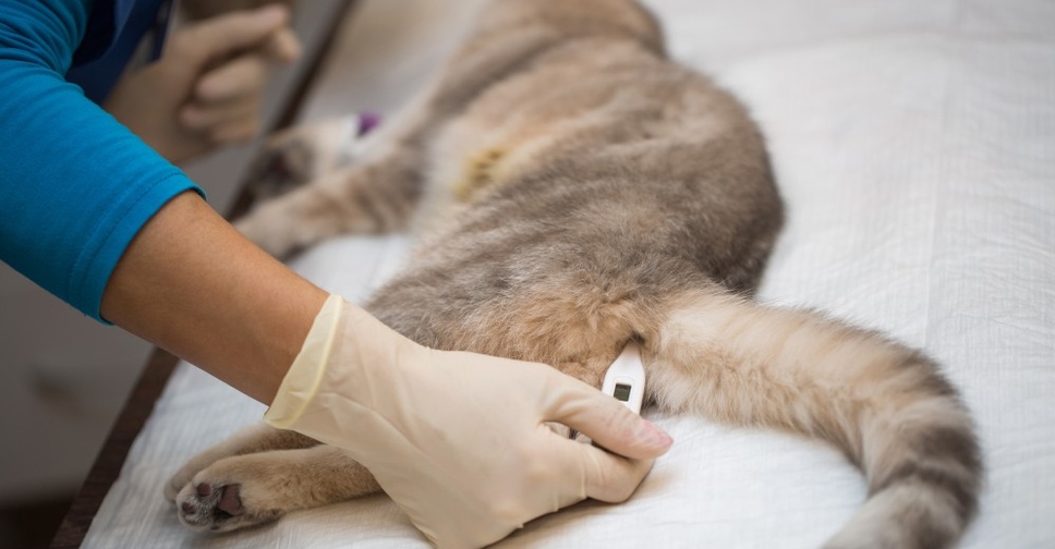 Как измерить температуру у кошки: рабочие способы и практические советы