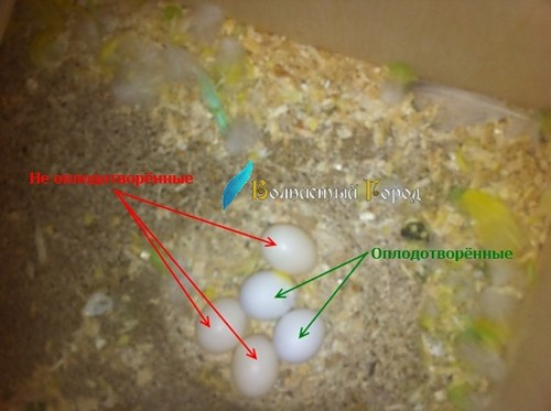 Сколько высиживают яйца волнистые попугаи: особенности яйцекладки у птиц