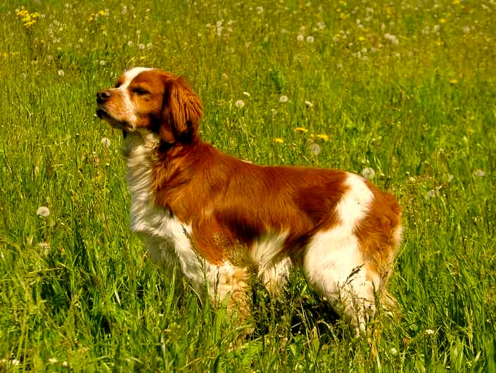 Бретонский эпаньоль (35 фото): щенки французской породы бретон, описание бретонского спаниеля, стандарты собак