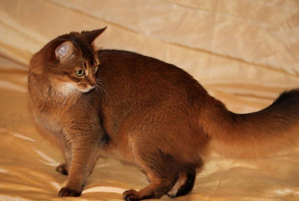 Сомалийская кошка ???? фото, описание, характер, факты, плюсы, минусы кошки ✔