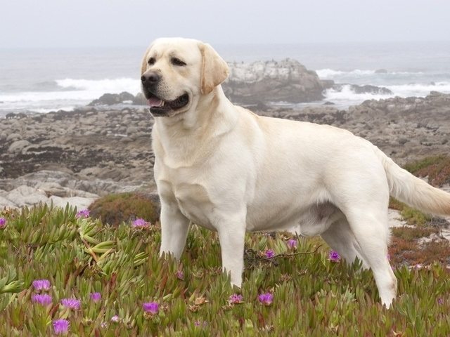 Как выглядит золотистый лабрадор-ретривер: фото собак, описание разновидности, особенности ухода и выбор щенка