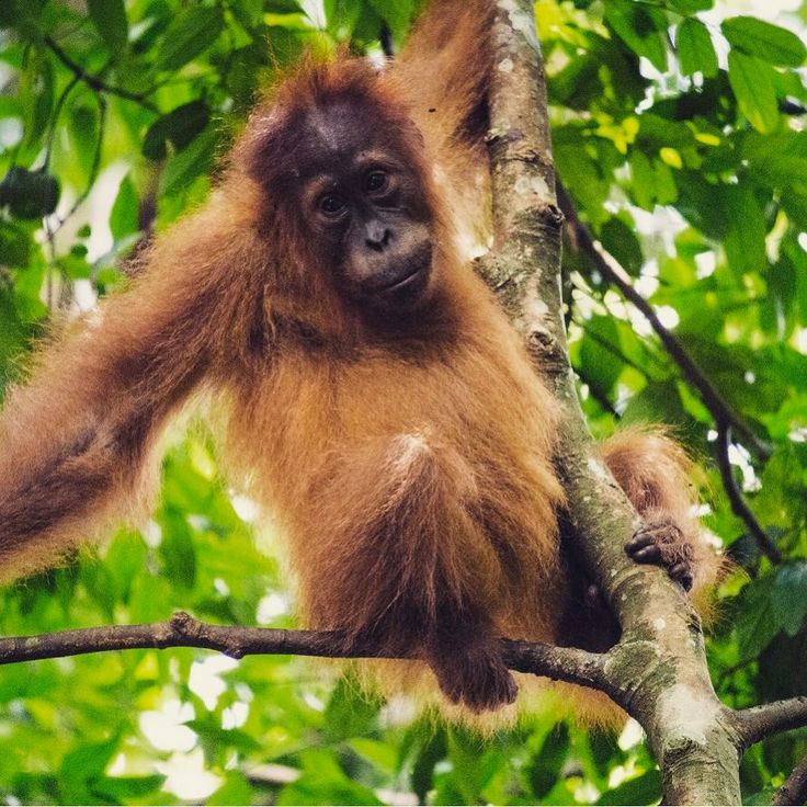 Орангутан (pongo): особенности животного, виды, интересные факты, ареал, фото