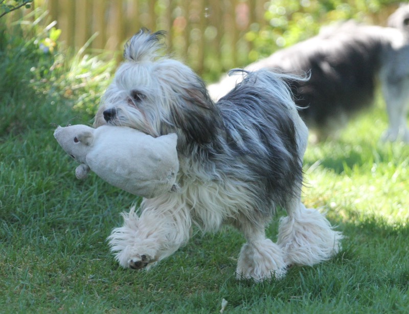 Малая львиная собака - фото, цена, описание, видео