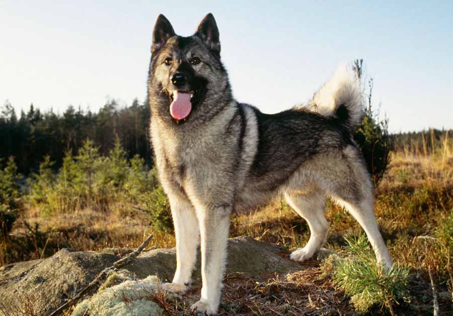 Норвежский элкхаунд — собака викингов