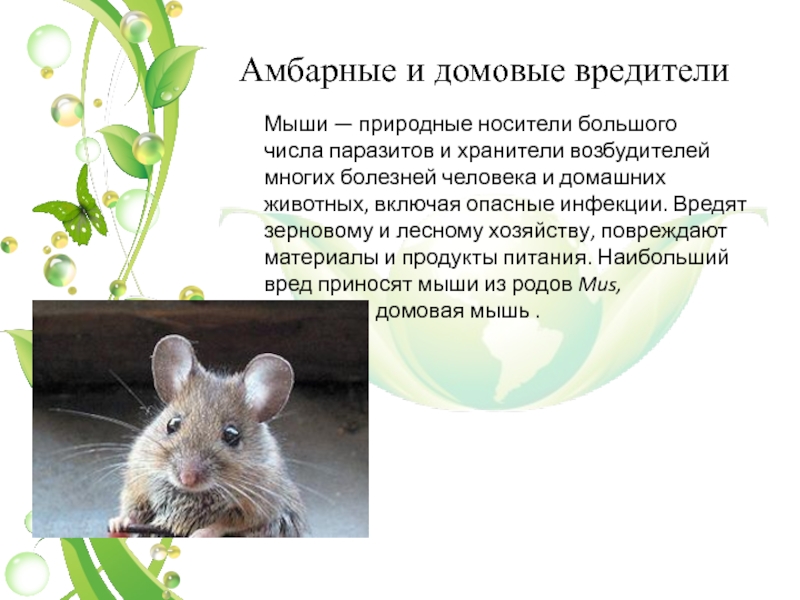Продолжительность жизни мыши. Вредные животные для человека. Животные которые вредят человеку. Животные и растения вредные для человека доклад. Сообщение о мышах.