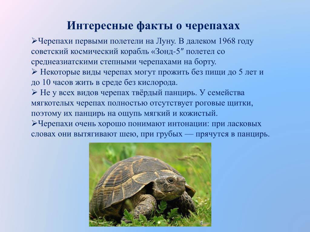 Плюсы черепахи. Среднеазиатская Болотная черепаха. Интересные факты о черепахах. Интересные черепахи. Самое интересное о черепахах.