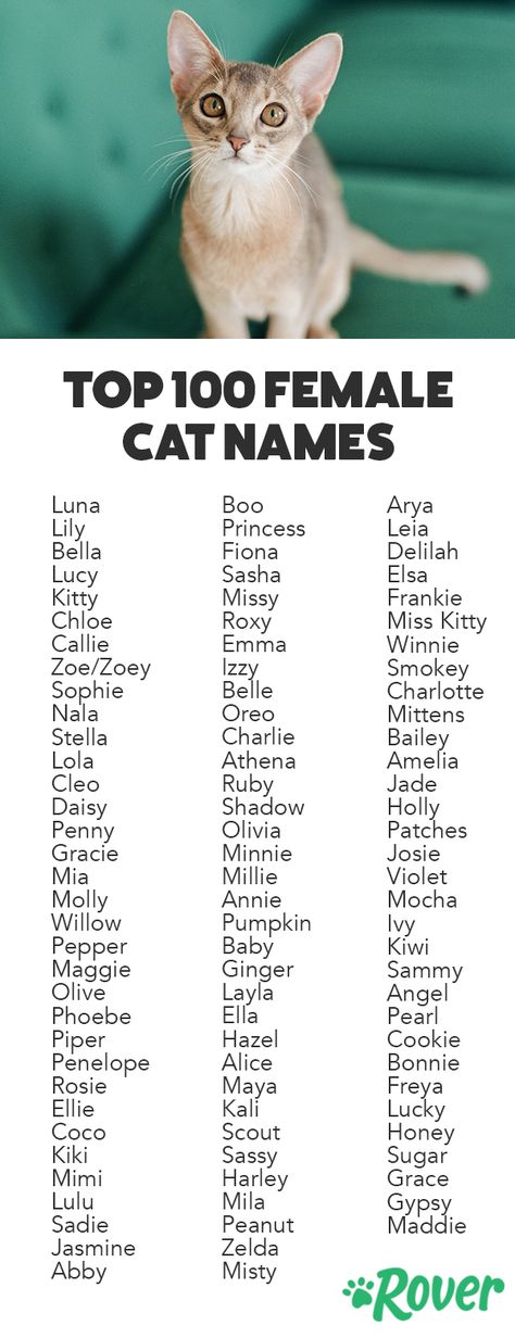 Клички для котов (500+ имен)